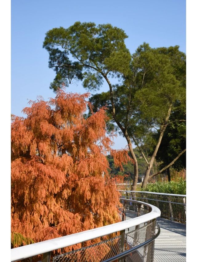 東山水庫的落羽松終於紅啦，原圖直出