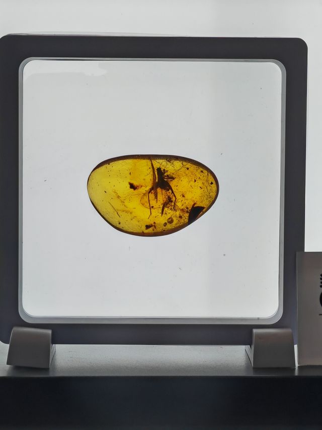 玉碗盛光——珍稀琥珀展
