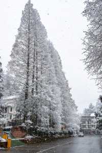 江津四面山下！雪！啦！