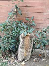 市區公園裏藏了個動物園！這也太超前了吧！
