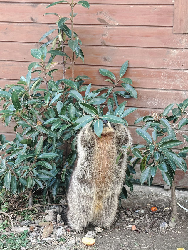 市區公園裏藏了個動物園！這也太超前了吧！