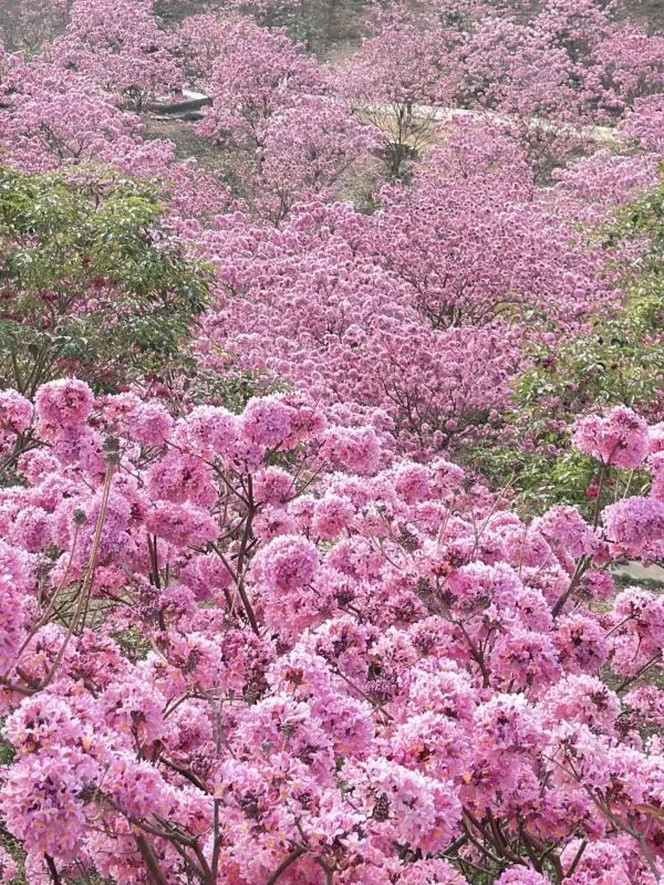 江門綠美生態園：广东最美的粉色花海❗️最佳观赏期❗️