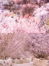 南疆喀什帕米爾高原純玩6日遊。