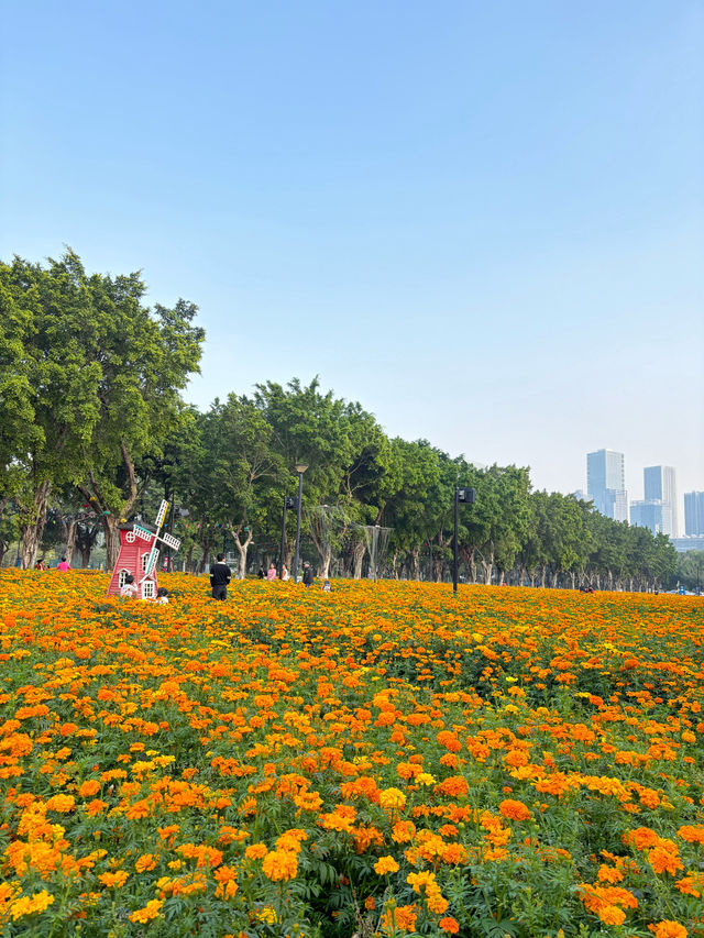 比起虞美人，這片小眾花海更壯觀