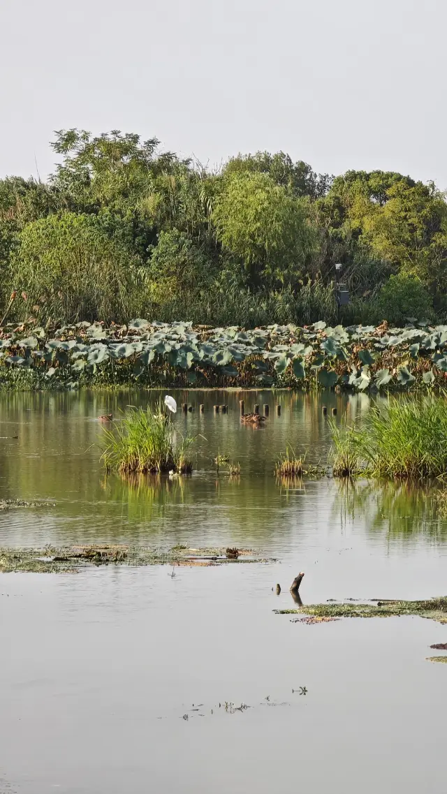 杭州4天3晚深度旅遊計劃