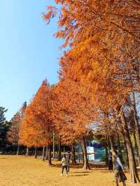 廈門南湖公園四季五彩繽紛，休閒好地方！