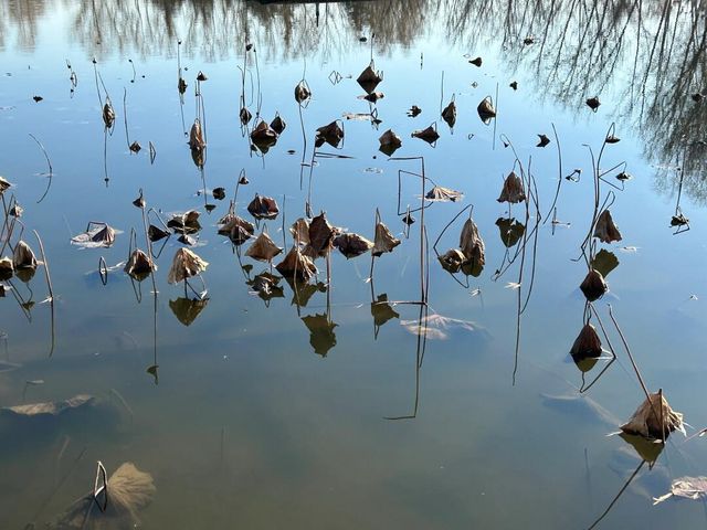 微山湖紅荷濕地公園