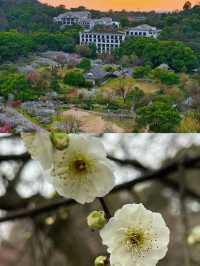 杭州超山，一個小眾嘅旅遊地。