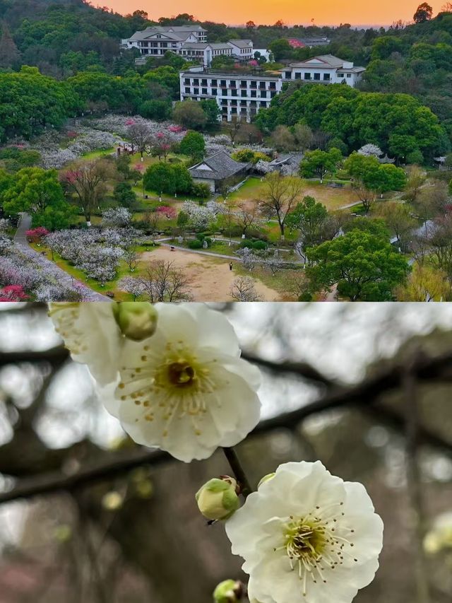 杭州超山，一個小眾嘅旅遊地。
