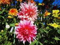 哈利法克斯 Day 1 公眾花園 Public Garden