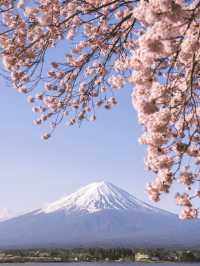 推遲了日本賞櫻最全花期建議住