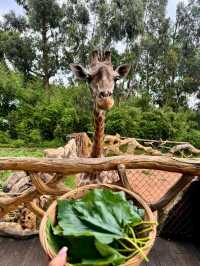 聽勸！不要輕易來雲南野生動物園！因為…