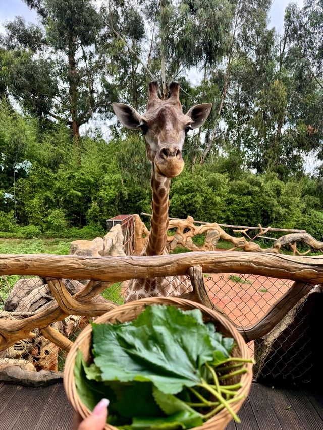 聽勸！不要輕易來雲南野生動物園！因為…