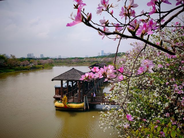 3月到海珠濕地公園觀賞紫荊花