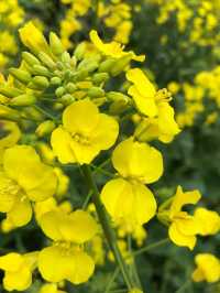 江浙滬衢州觀賞油菜花好去處