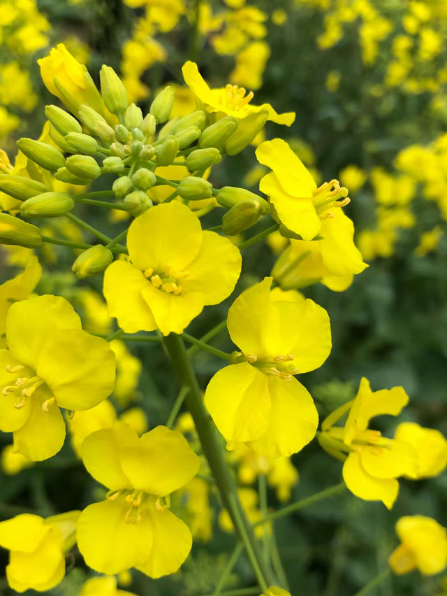 江浙滬衢州觀賞油菜花好去處