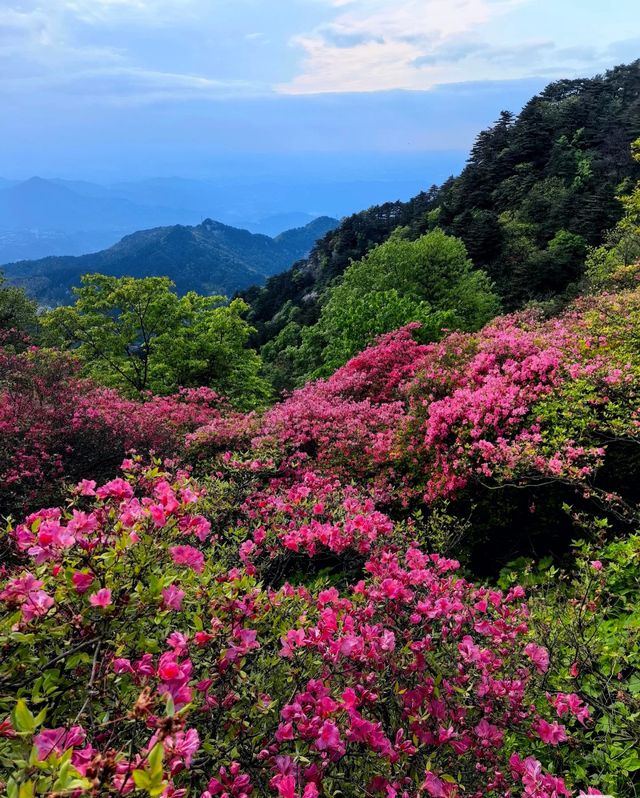 龜峰山的四月不要錯過呀