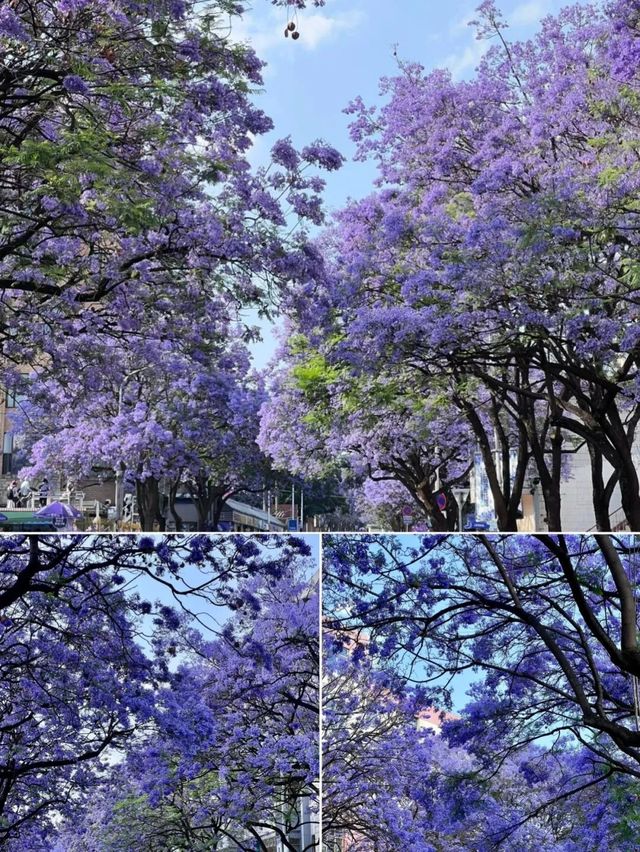 春日限定  奔赴昆明藍花楹花海