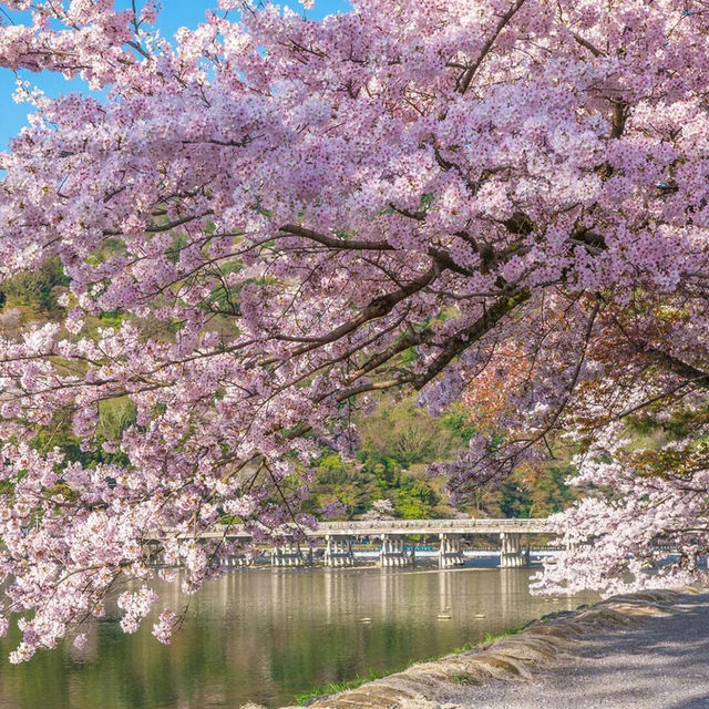 🌸天呐！原來動漫裡的櫻花真的存在