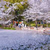 上海“下雪了”🌸 春日浪漫櫻花雨錯過等一年‼️