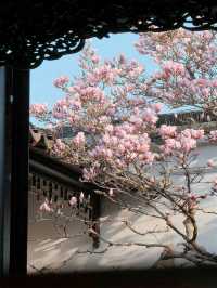 玉蘭吐芳