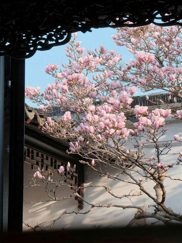 玉蘭吐芳