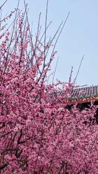 免票！2025武漢堤角公園賞櫻全攻略！