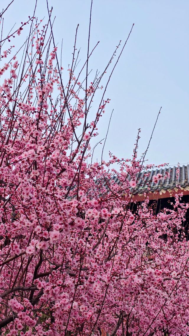 免票！2025武漢堤角公園賞櫻全攻略！