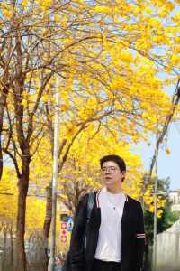 限定黃花風鈴木丨深圳龍華直達好拍
