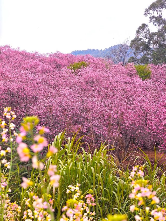 韶關櫻花公園的櫻花開好啦🌸錯過等一年