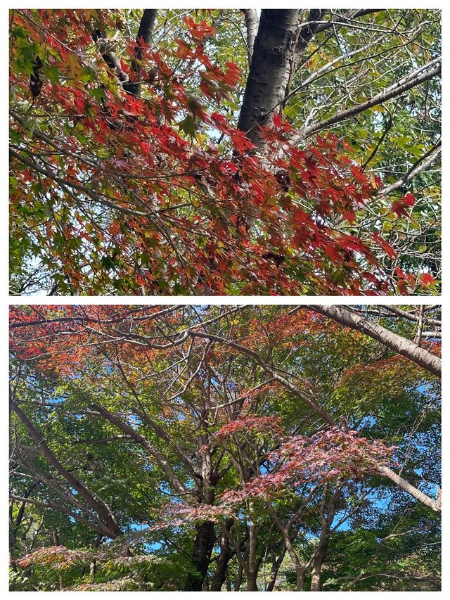 徒步愛好者嘅天堂！韓國光州無等山。