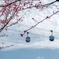 🌸東涌櫻花園 | 春日打卡必去🌸