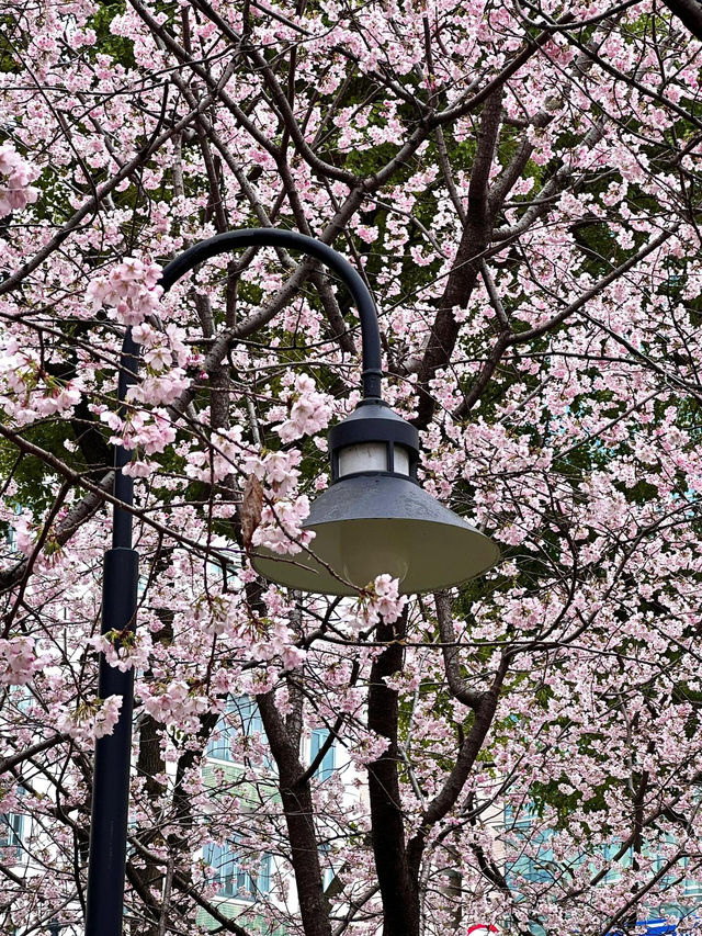 上海市區｜靜安雕塑公園的早櫻已經開咗！