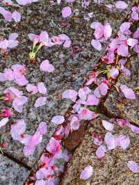 櫻花雨就係俾你落雨天去睇櫻花