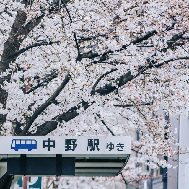 🌸追櫻地圖 | 日本的春天，是一萬次的春和景明
