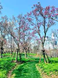 上海世紀公園，玉蘭花競相綻放