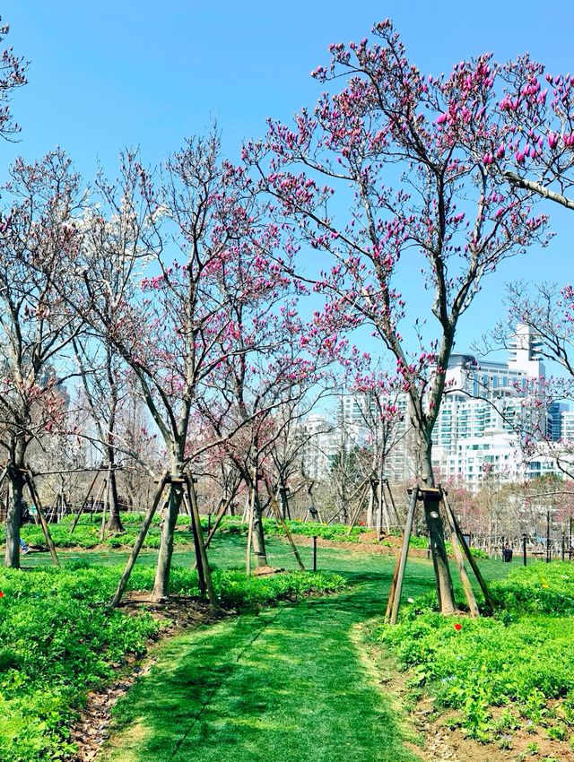 上海世紀公園，玉蘭花競相綻放