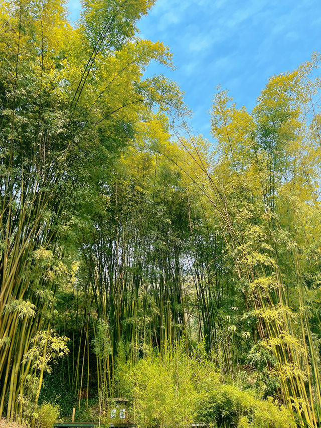 崇州竹藝公園徒步地圖來啦！週末吸氧計劃