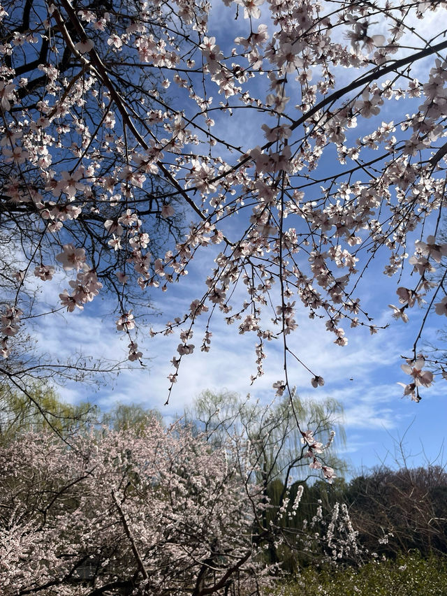 動物園裡的桃花源～