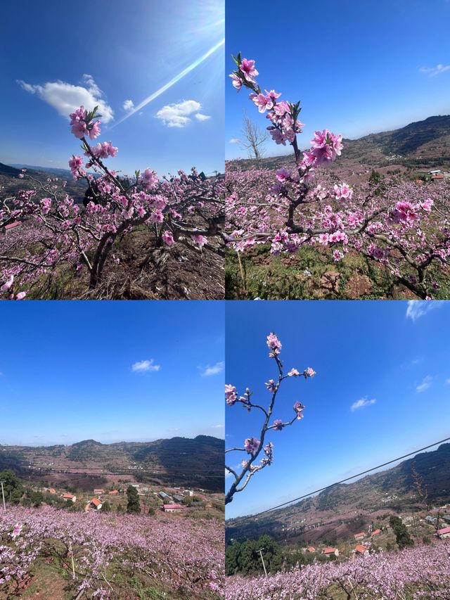 桃花季石經寺遠足，千萬別嘴硬！