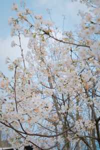成都週末｜公園露營天花板，櫻花樹下烤肉撈魚