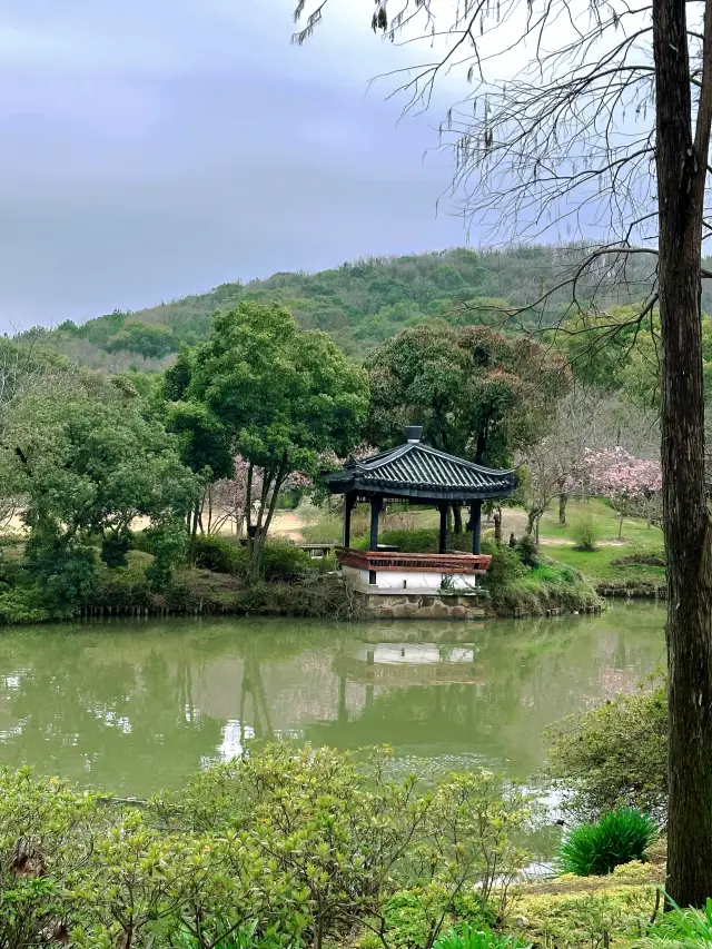 You must visit Wuxi in spring to experience the cherry blossoms.