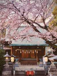 🌸東京上野公園の雲端櫻花季｜避開人潮的絕美打卡攻略🔥