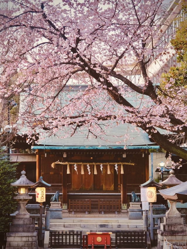 🌸東京上野公園の雲端櫻花季｜避開人潮的絕美打卡攻略🔥