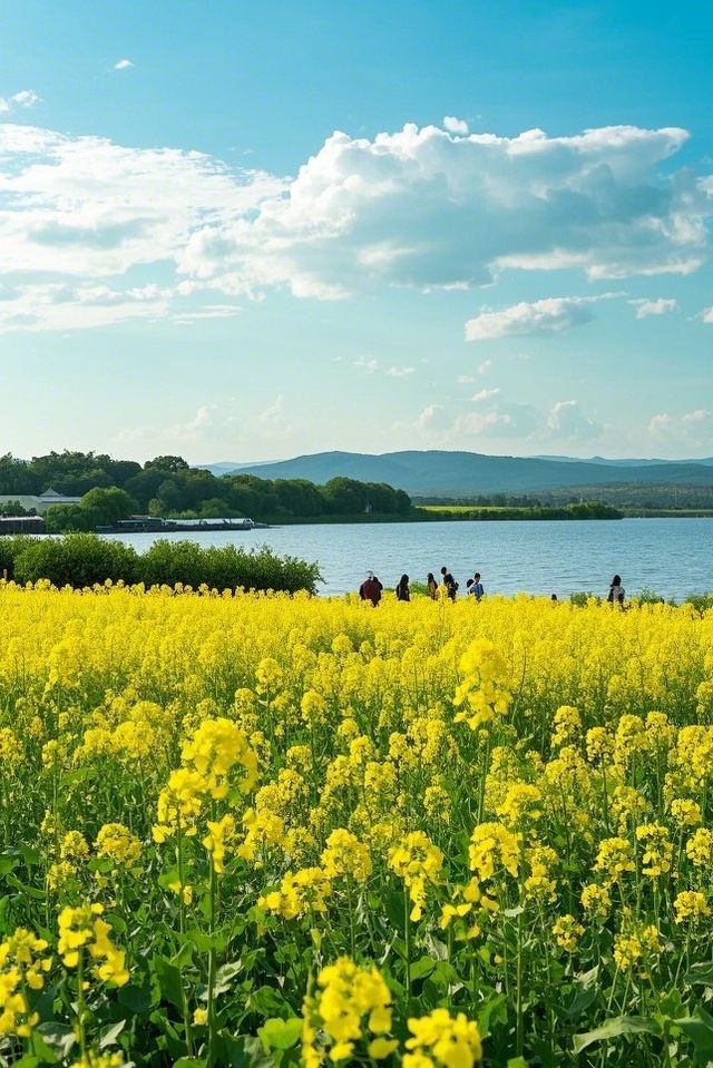 春日遊四川德陽，邂逅漫山遍野嘅油菜花仙境