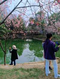 南京限定！中山植物園櫻花保姆級攻略