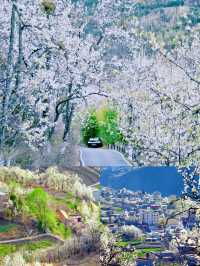 金川｜4-5月旅遊寶藏地，保姆級攻略！