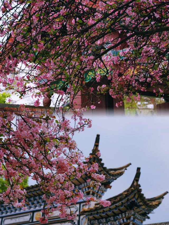 昆明庾園，我今年見過最震撼的海棠花