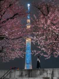  2025 年你不能錯過！東京夜櫻點燈時間大全！