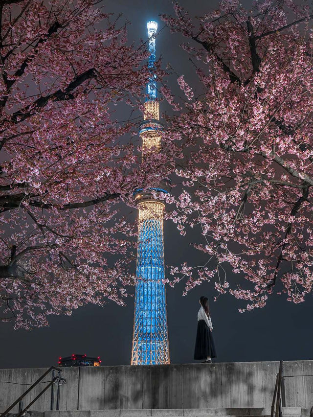  2025 年你不能錯過！東京夜櫻點燈時間大全！